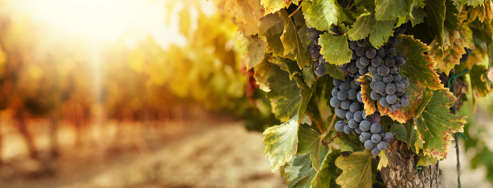 Ruta del Vino